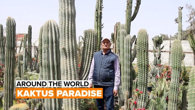 go to Around the world: Kaktusfarm