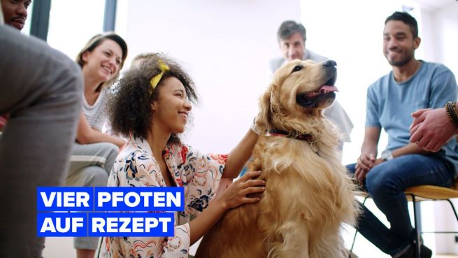 go to Hunde können Schmerzen lindern