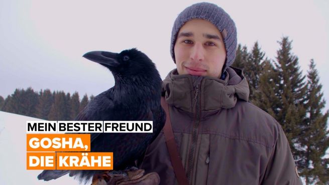 go to Mein bester Freund: Gosha, die Krähe