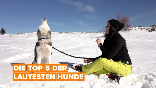 go to Wir präsentieren dir die lautesten Hunderassen der Welt